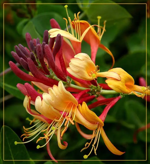 100% natürlicher Lonicera japonica Geißblatt-Extrakt 98% Geißblatt-Blüten extrakt