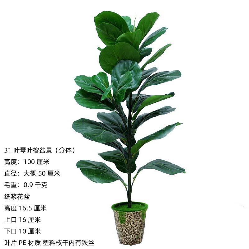 31-feuille qin ye ficus pulpe bassin (split) 100cm