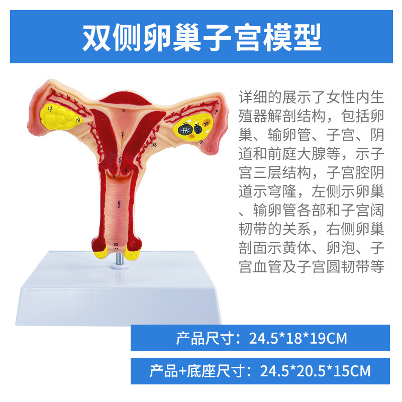 Ovaries bilatéraux et utérus