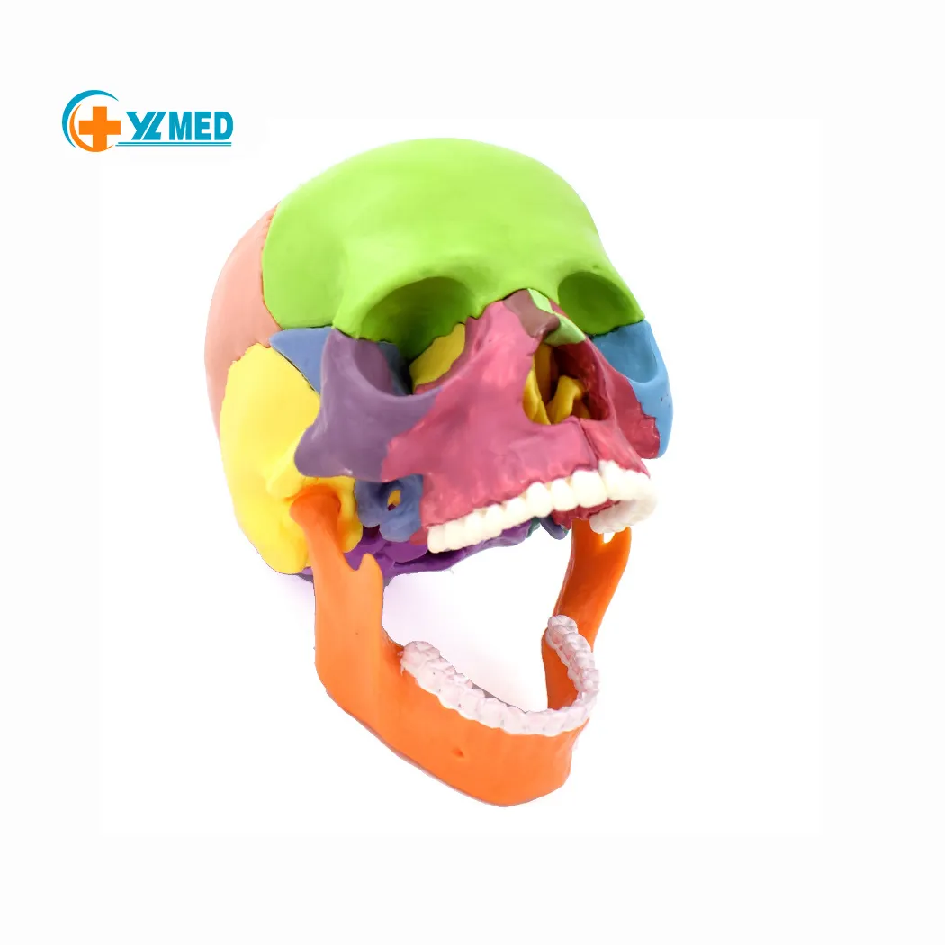 معدات للتعليم نماذج تشريح جسد الإنسان للعلم الطبي نموذج جمجمة ملونة مكون من 15 جزءاً قابلة للفصل