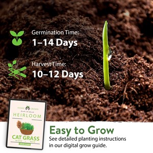 Home Grown Cat Grass and <strong>Catnip</strong> Alfalfa Oat Zippered Packet Pet Food for Agriculture Fertilizer Feed Flour <strong>Use</strong> - Product Image 3