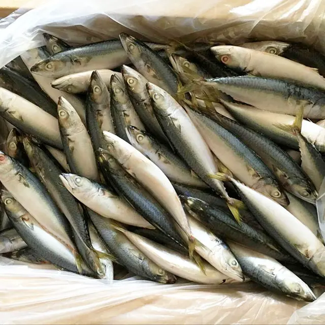 Fornecedores de mackerel de chupeta frozen, preço de mackerel