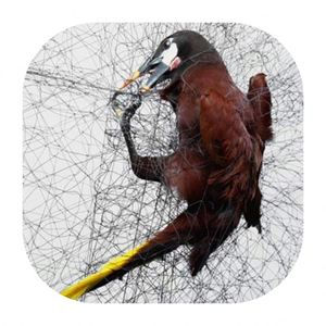 3 × 20 m 6 m × 2 m × 15 m × 4 Taschen 70 D / 2 Ply <span class=keywords><strong>Anti</strong></span>-Vogel-Nastnetz