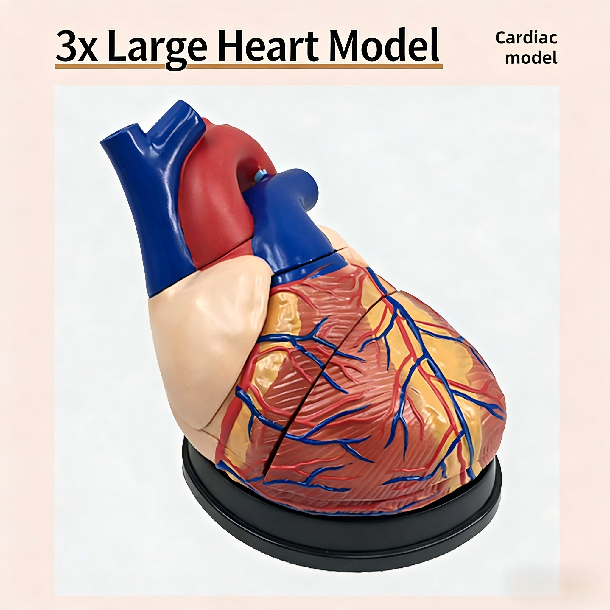 Modelo de corazón humano ampliado 3X - Versión etiquetada sin números