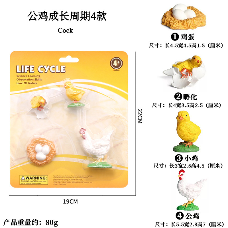 Ciclo de crecimiento del gallo 4 (placa de succión)