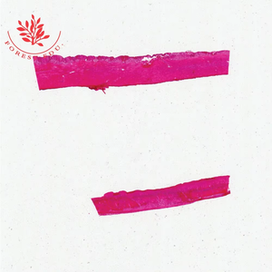 Hochwertige Folien für die menschliche Histologie für die Hochschul bildung Glatte Muskeln C.S & L.S Lehrmittel - Product Image 2