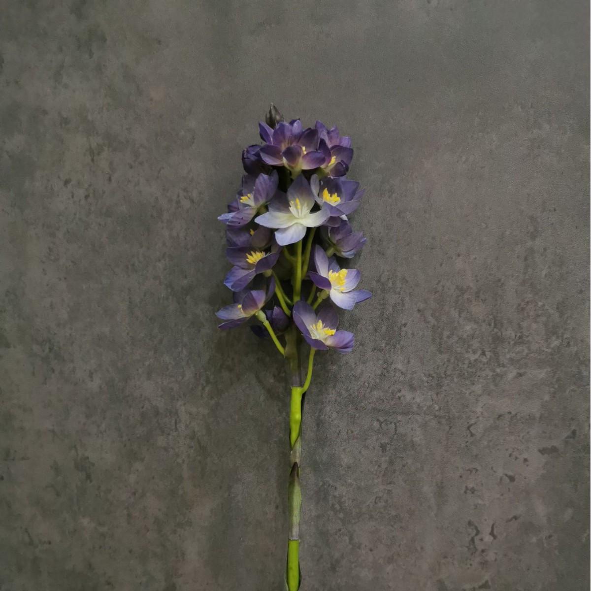 Viola