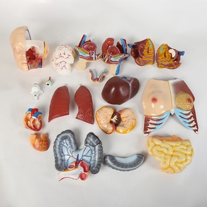 <strong>Human</strong> Torso Model Children 85CM Anatomical Model OEM Science Medical LOGO Time Packaging Origin Days Product ISO Zhejiang Place - Product Image 6