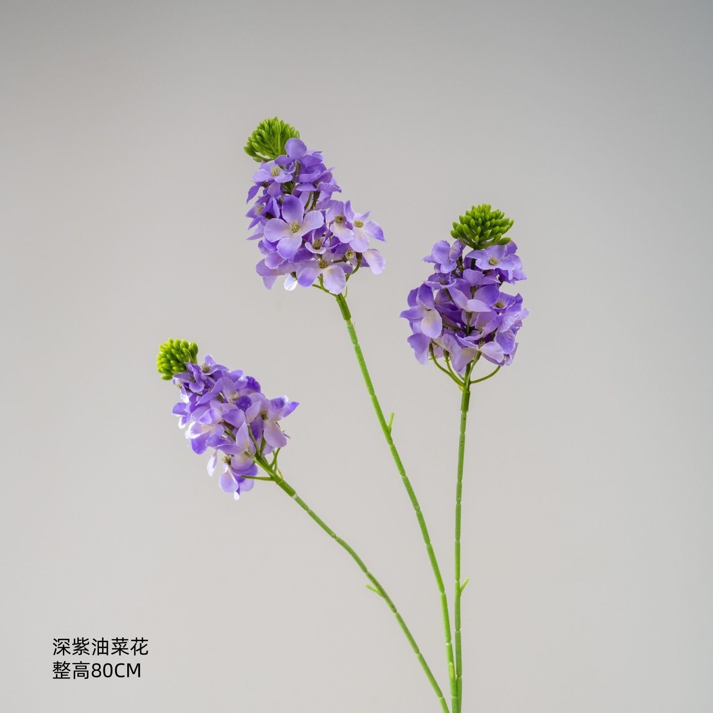 Fleurs de colza violet foncé