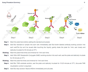 Özel toplam HCY ELISA seti bilimsel araştırma toplam homosistein test kiti hızlı test FineTest - Product Image 2
