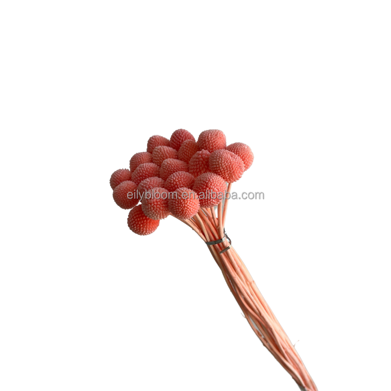 Rosa carne