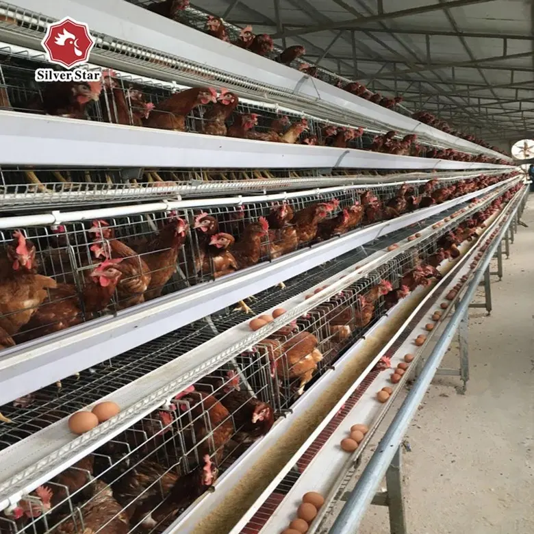 Granja de aves de corral con sistema de recolección de huevos, jaula para gallinas ponedoras