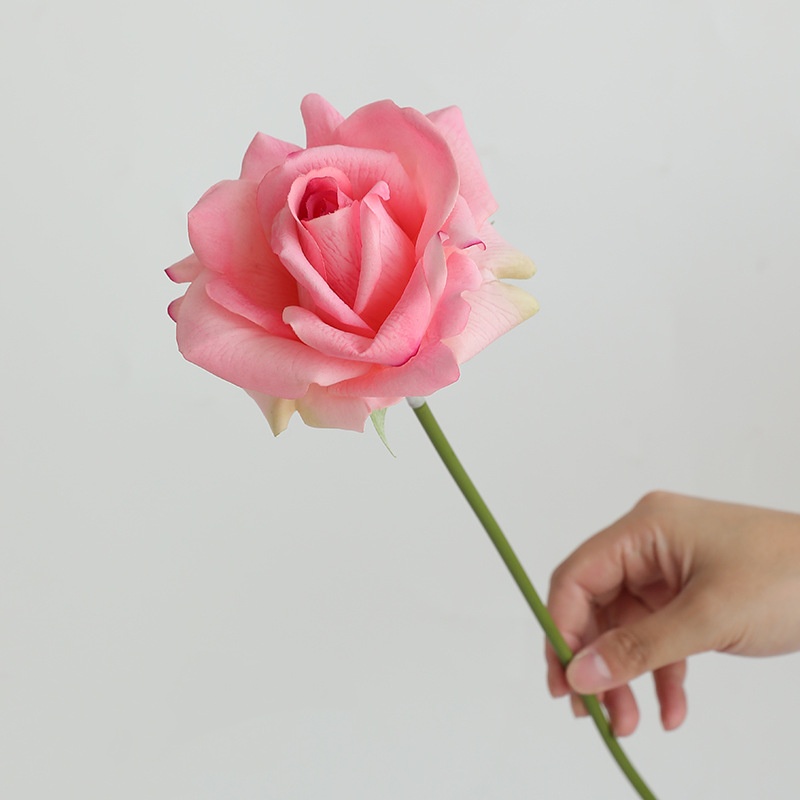 DK rose