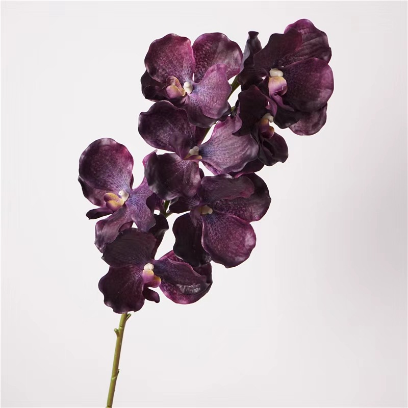Toucher Bandai orchidée-noir violet