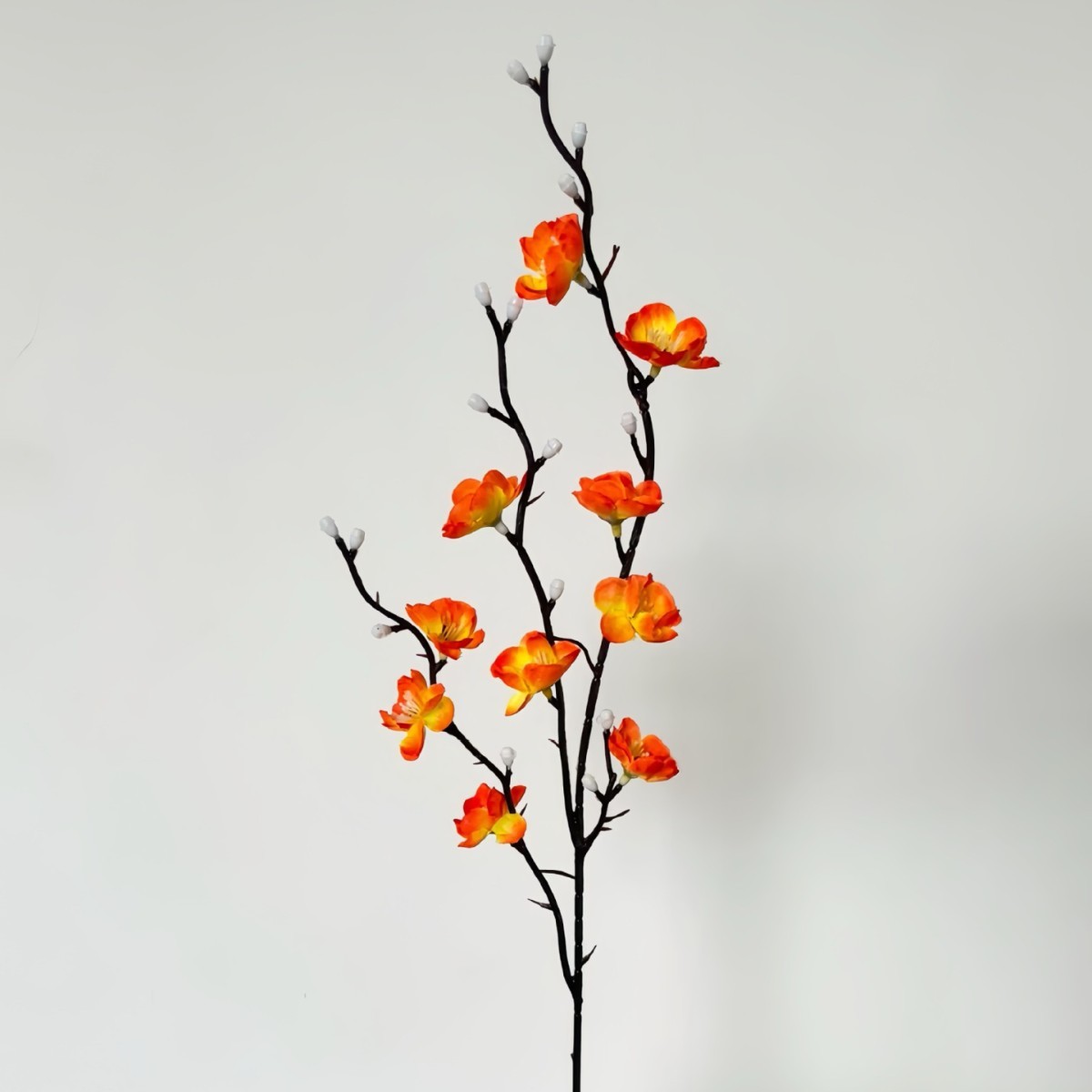 Mini wintersweet orange
