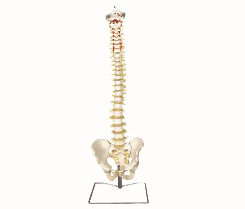 YA/L037Occipital Spine Modèle en plastique 3D avec jouet pelvien