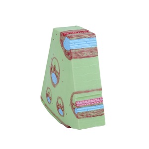 Modelo de tallo monocotiledóneo, estructura de hoja, xilema, floema, instrumento de Educación biológica, equipo de laboratorio de escuela secundaria - Product Image 1