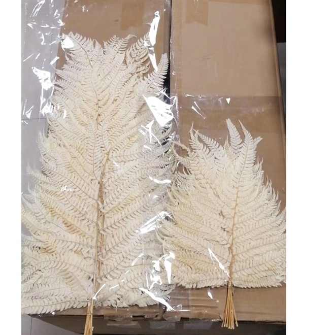 Wholesale Dried and Preserved Foliage Fillers Big Size White Plant Preserved Fern