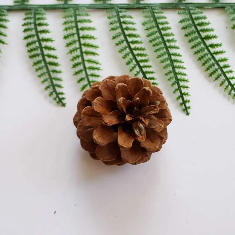 2167 Song guo 5-6cm pine cone decoration for christmas pine cones ornament pine cones nature 1 pcs