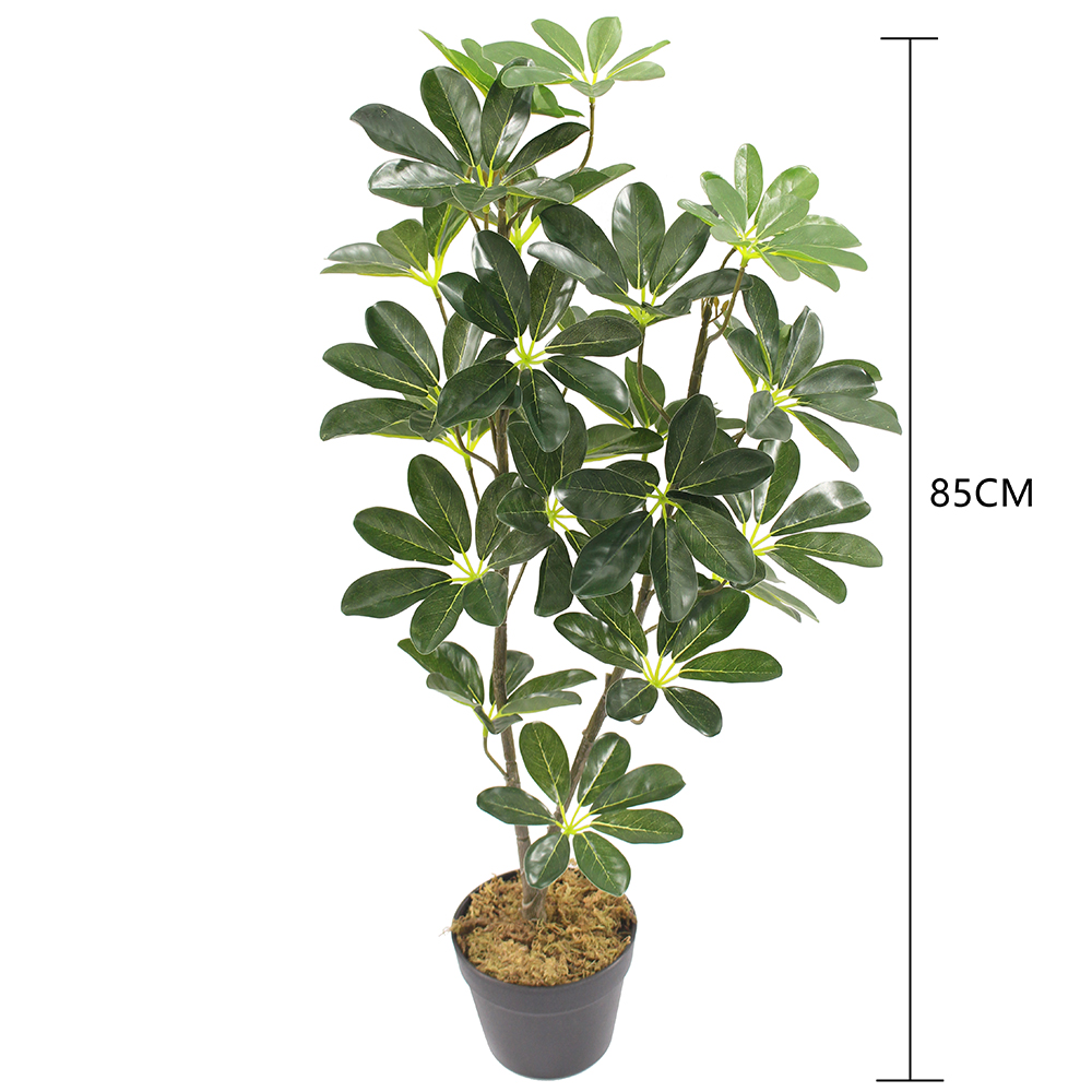 85CM