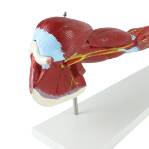 نموذج عضلات الذراع البشري التشريحية من 7 أجزاء مع الأوعية الرئيسية والعصابات - Product Image 6