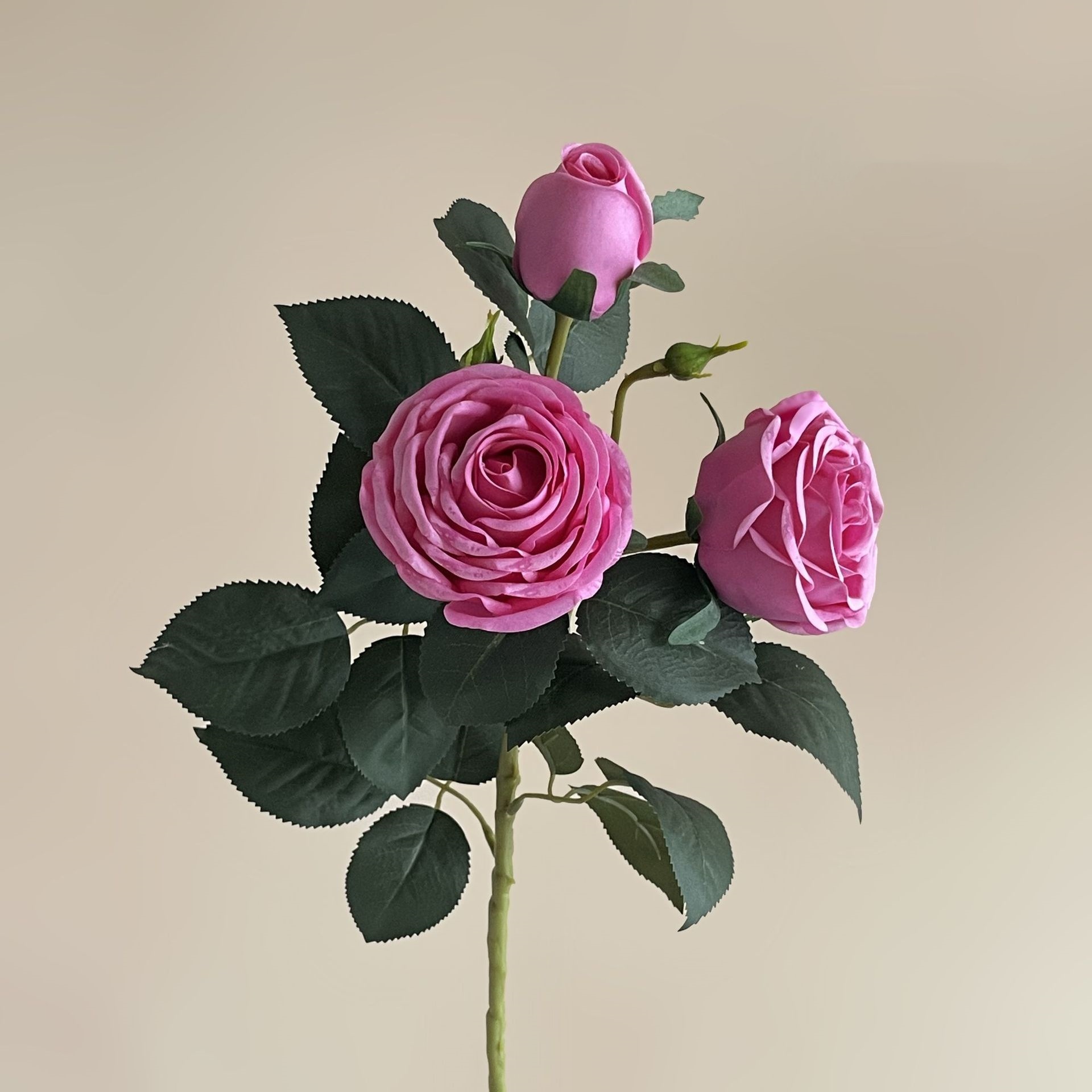 Rosa rosa