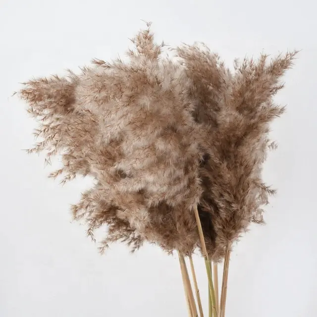 Natural Color Brown Dried Flowers Wild Pampas Grass Reed Luxury Pampas For Home Wedding Decoration