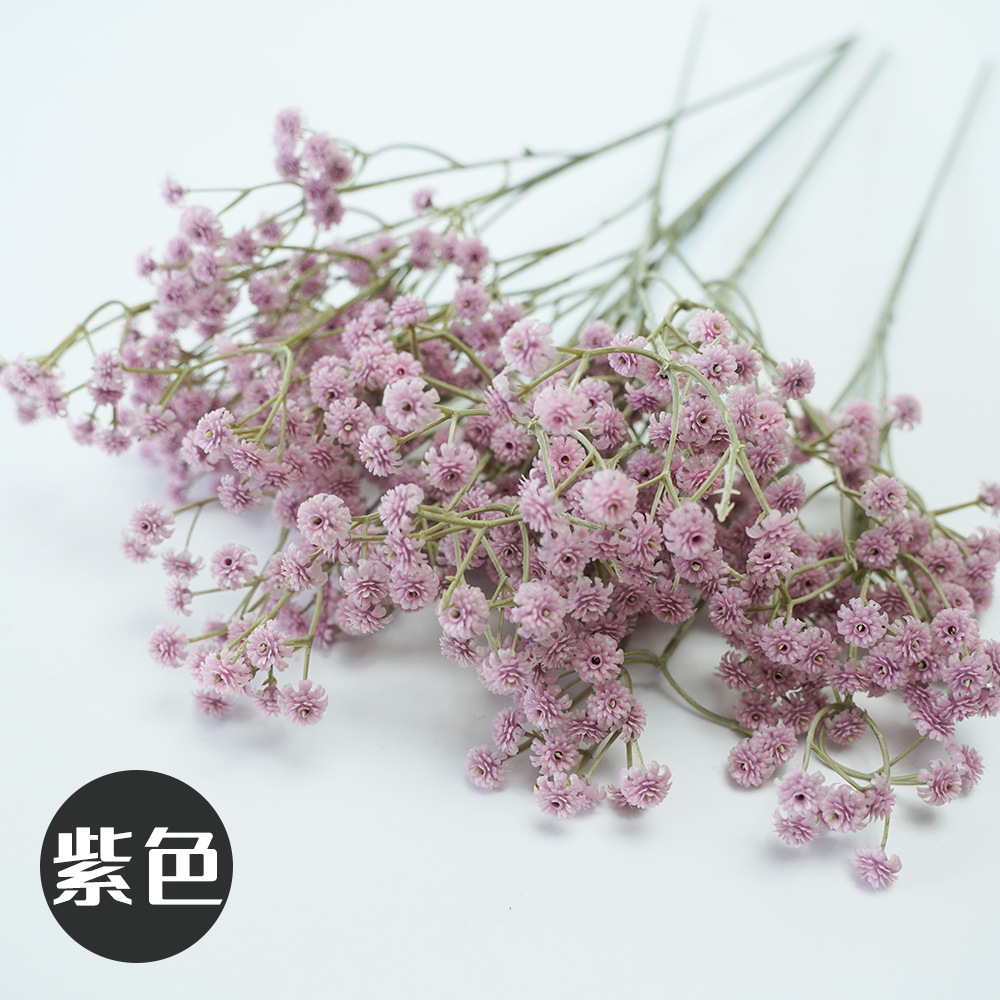 Pourpre