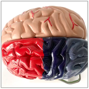 Scienza medica modello di cervello umano funzione di divisione del colore differenziazione struttura del cervello modello di anatomia vascolare - Product Image 6