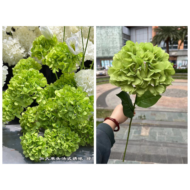 Hortensia francesa verde de una sola cabeza grande