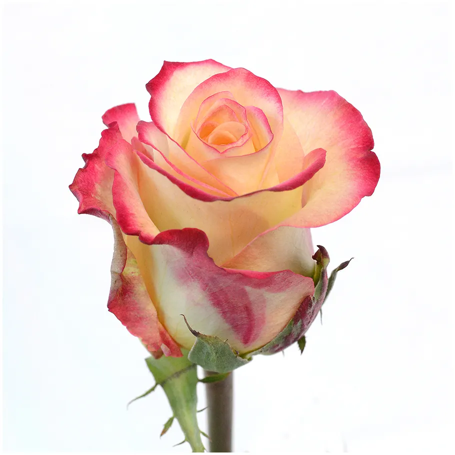 สดใหม่เคนยาสดตัดดอกไม้โบราณ Duett สีชมพูสีขาวไล่โทนสีพาสเทล Rose หัวขนาดใหญ่ 50 ซม.ก้านขายปลีกสดตัดกุหลาบ