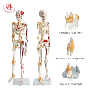 85cm insan anatomik iskelet modeli FRT011 bir tarafı bağ modeli insan bir tarafı kas modeli - Product Image 1