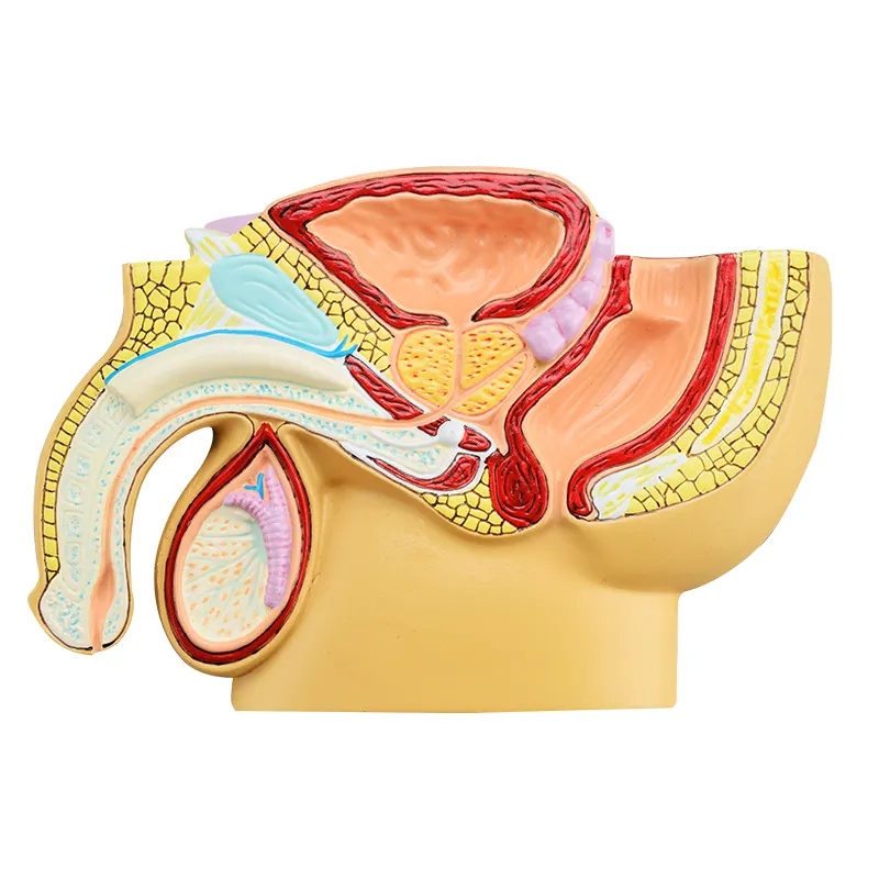 Model Medis Sistem Reproduksi Urin Manusia Panggul Anatomie Pria dengan Model Kelamin