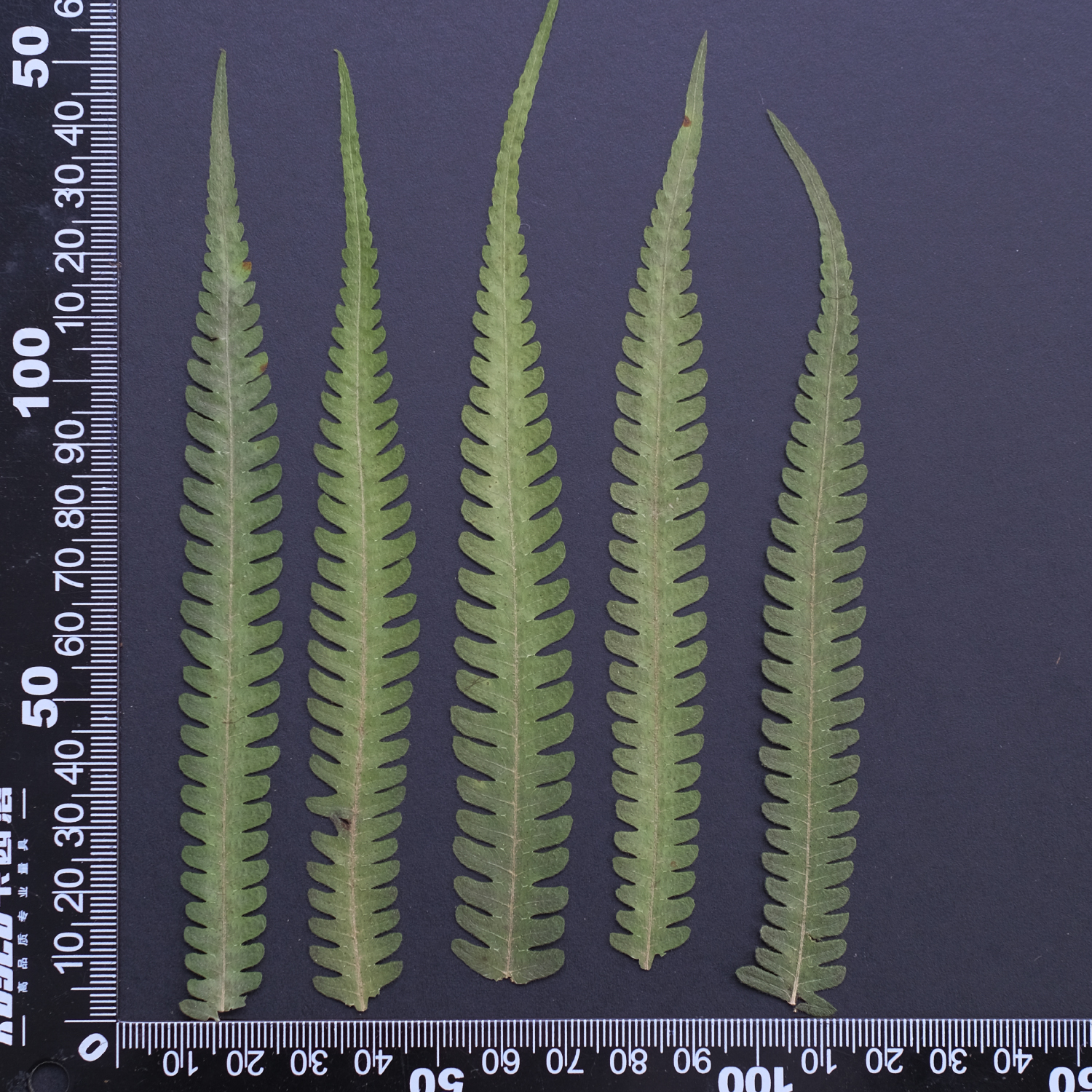 MH688 forme échelle glande fougère 12-16cm vert 12pcs