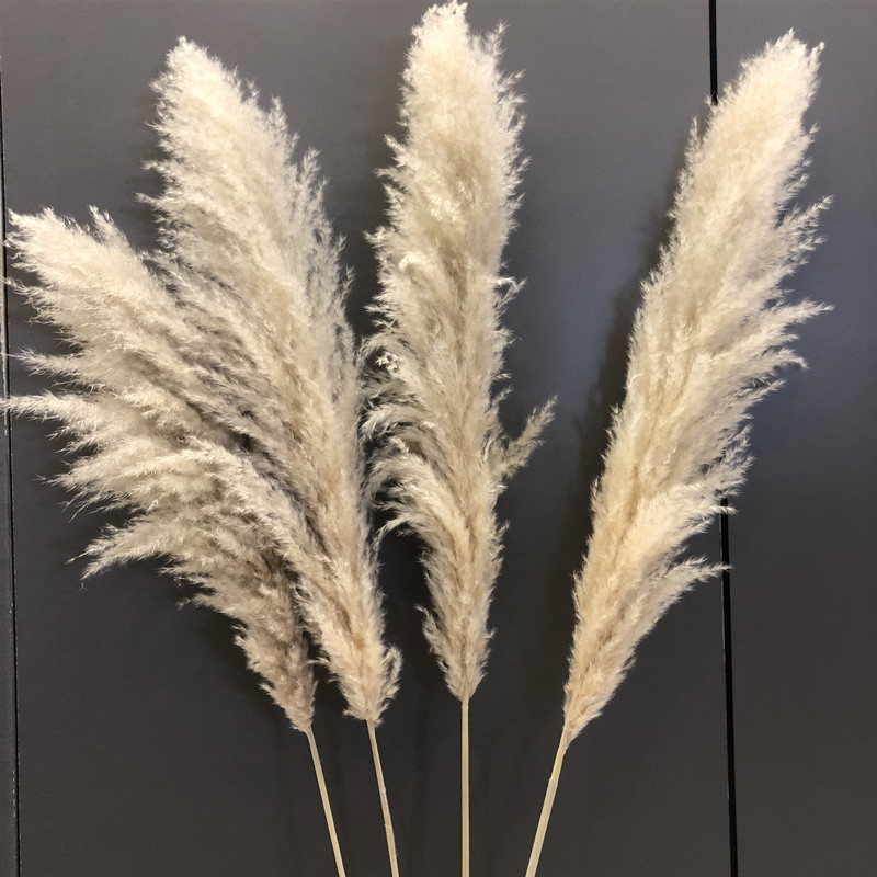 1 PCS 60-70CM Plume Beige Hierba Pampas