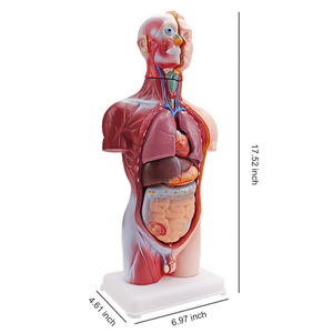 <strong>Human</strong> Body Anatomy Education Model Educational Science Kits of 42CM MINI <strong>Human</strong> Torso Model Medical Model Educational Equipment