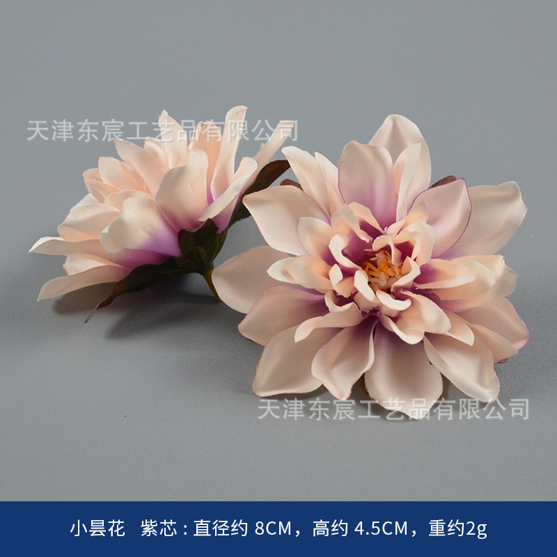 Fleurs d'Epiphyllum aux centres violets