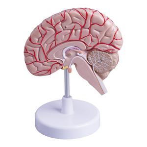 İnsan beyninin sağ yarısında beyin damarlarının ve kraniyal sinirlerin anatomik modelini öğretmek - Product Image 3