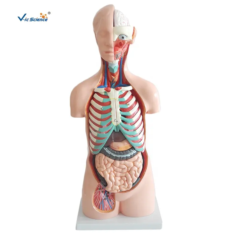 Modelo anatómico para estudiantes de escuela de ciencias médicas modelo de Anatomía de Torso de cuerpo humano 85cm MODELO DE Torso sin sexo 20 piezas