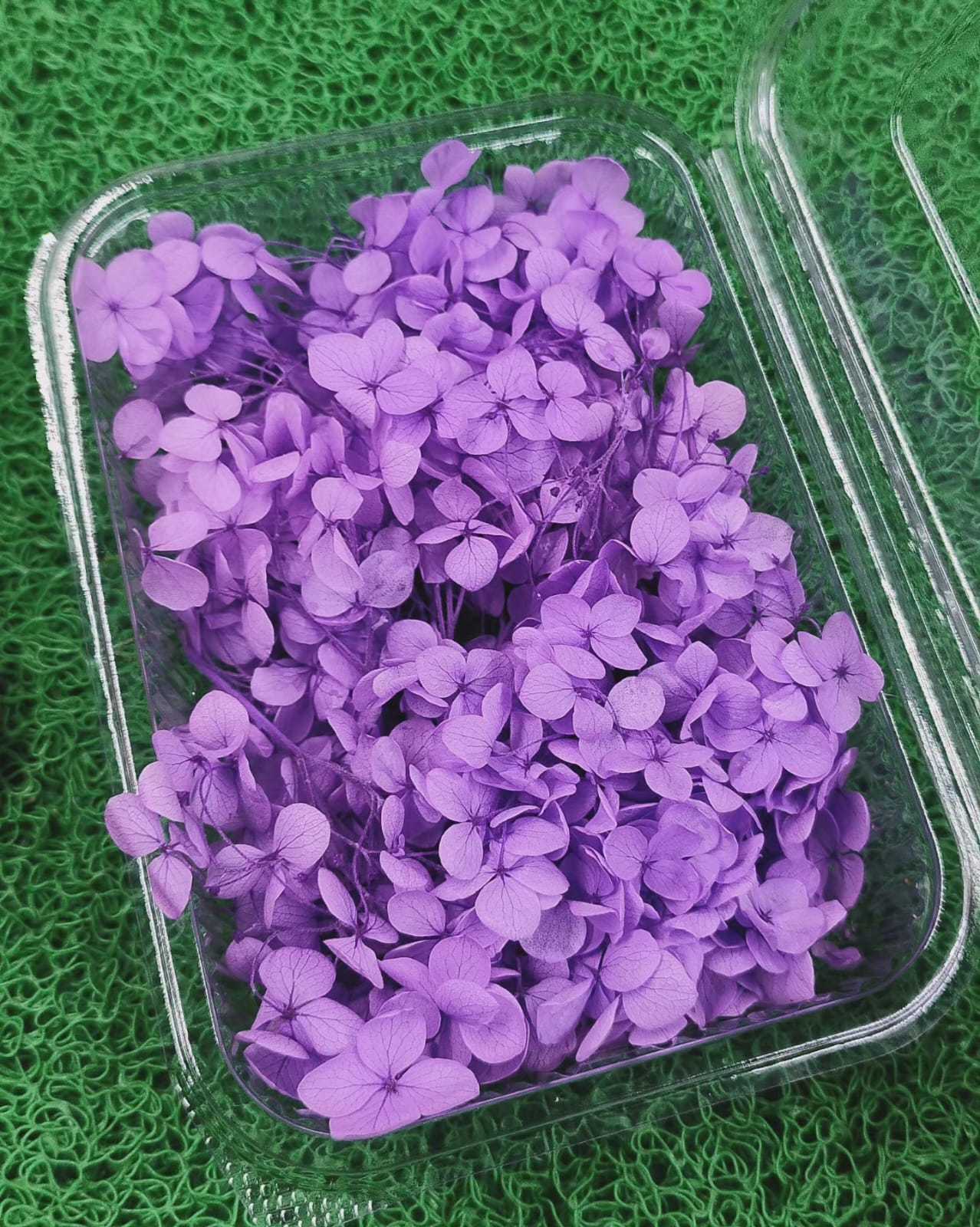 Pourpre