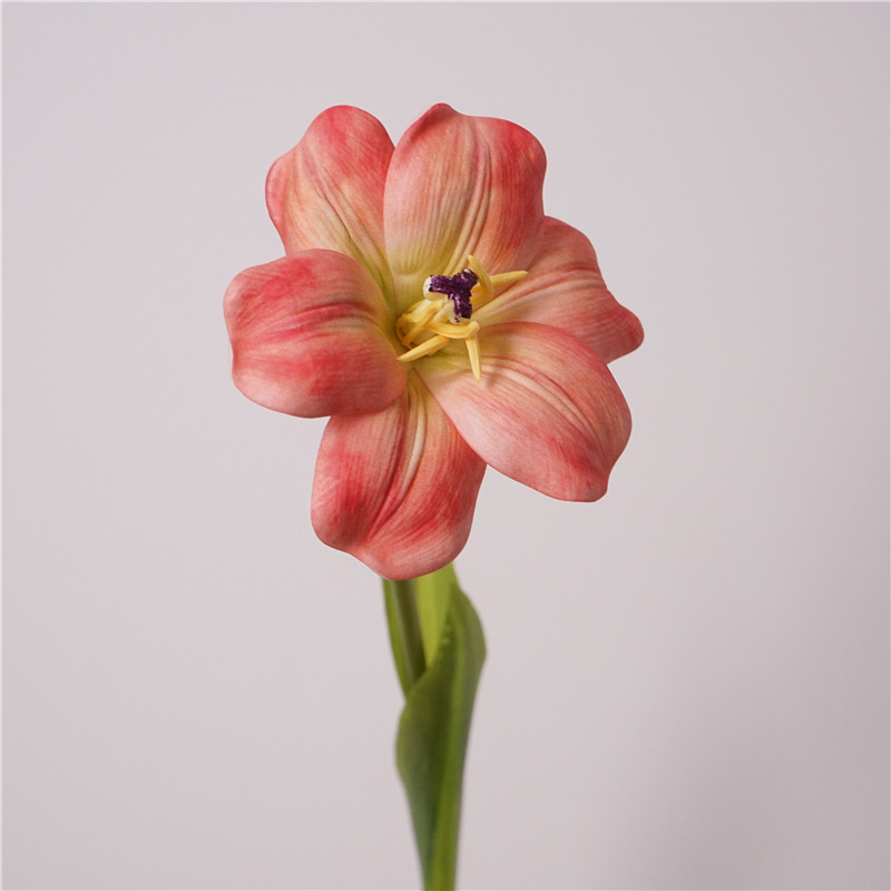 Poudre de viande de tulipe Smiley