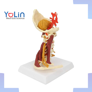 Servikal omurga modeli çıkarılabilir İnsan omurilik sinirleri modeli tıbbi üniversite öğretimi için anatomik Model - Product Image 1