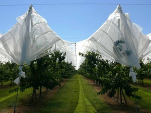 PE Cherry <strong>Cover</strong> Fabric, Bird-proof, Dust-proof and Hail-proof, Fruit Protection <strong>Net</strong>, Cherry <strong>Tree</strong> Covering <strong>Net</strong> - Product Image 6
