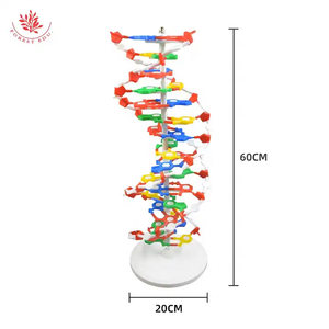 生物双螺旋DNA链结构模型医学科学遗传学双螺旋DNA模型教学辅助DNA模型 - Product Image 6