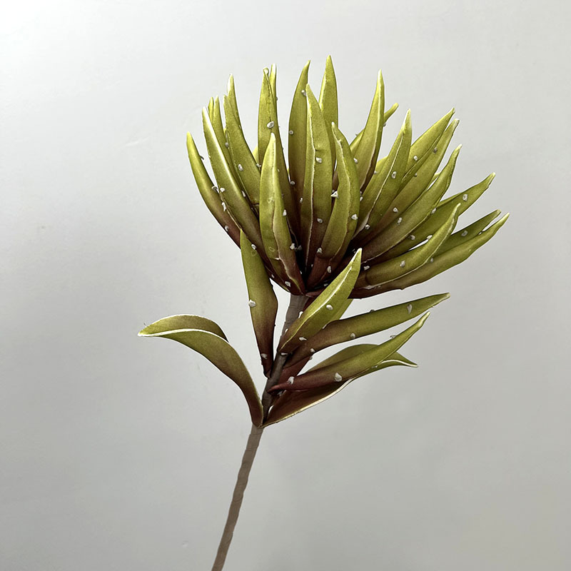 Chiba aloe vert foncé