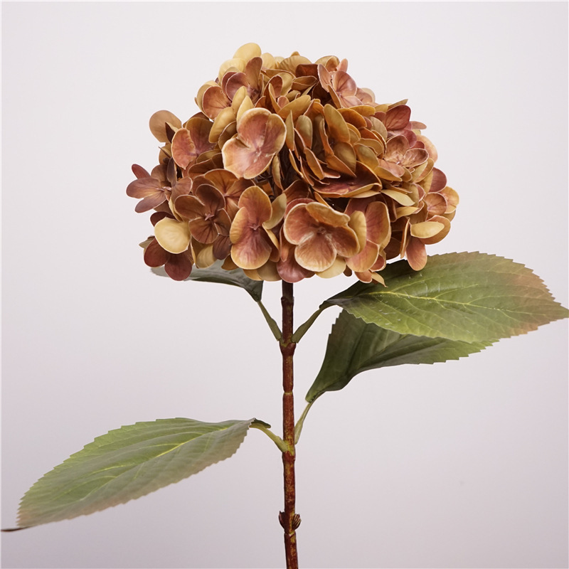 Hydrangea athens-brown