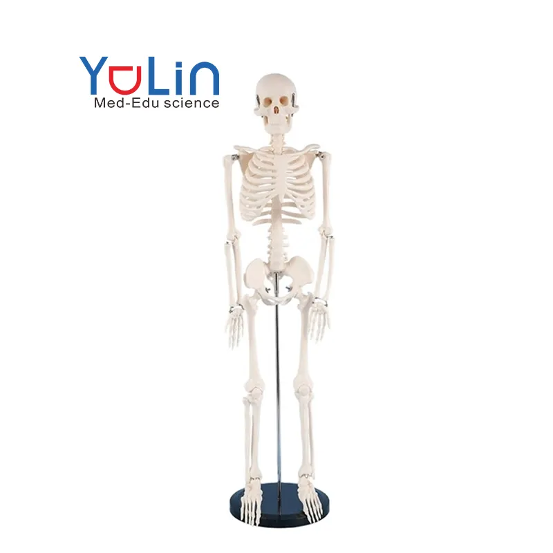 医学生物学モデル教材85CM人体白い骨格骨格医療解剖学モデル