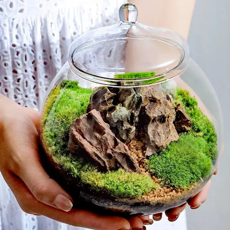 Micro paesaggio verde muschio bottiglia di vetro terrario Bonsai decorazione Desktop vaso di vetro con coperchio