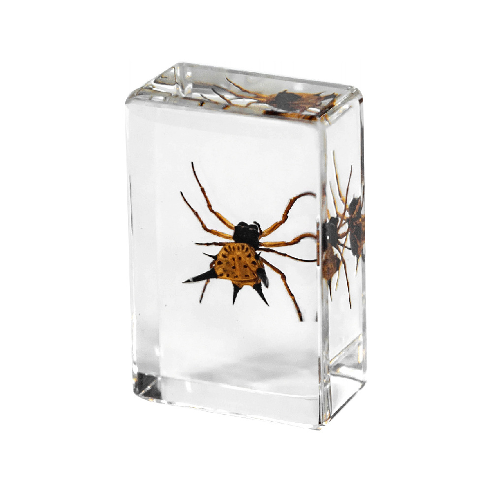 4.5 cm small size-caos spiny-abdomen spider