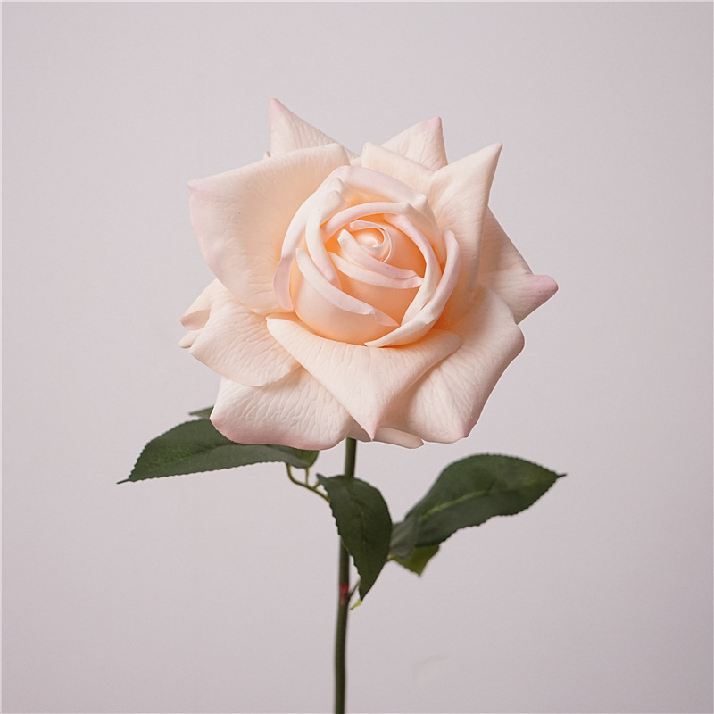 Austin-rose pâle